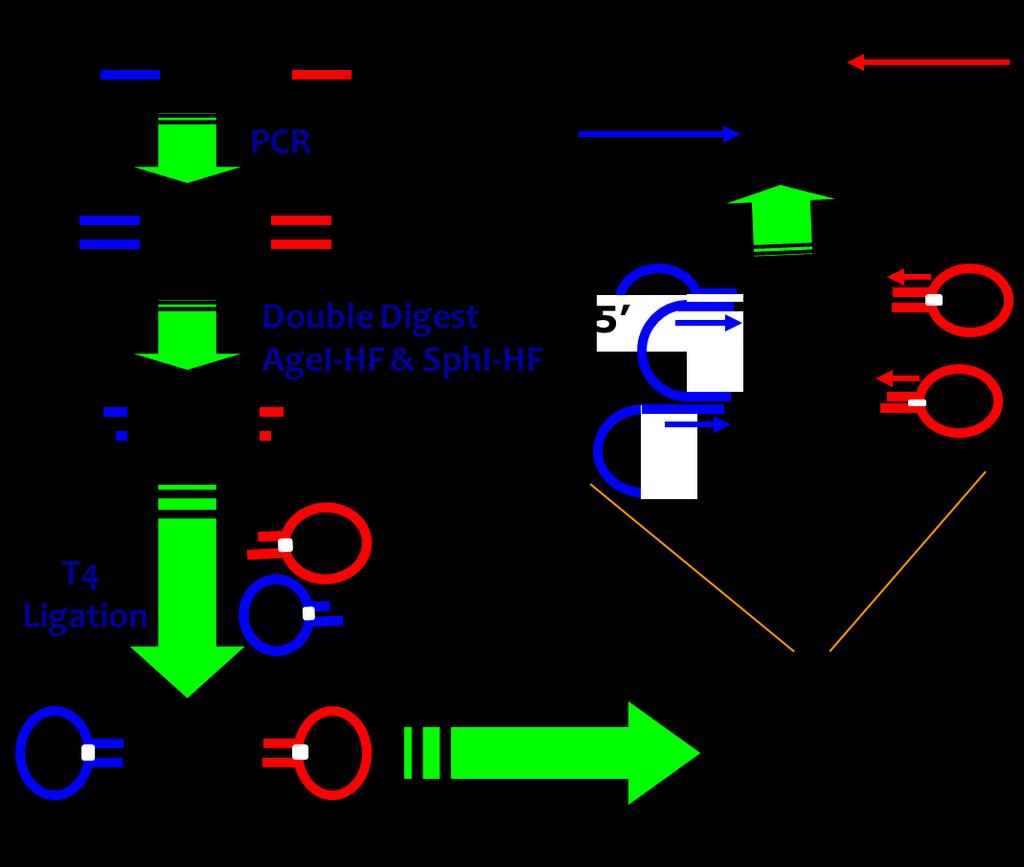 Paired-end Rolony was prepared as the process illustrated as figure 17.