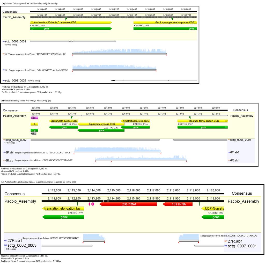 Figure 3.1: Examples of preliminary PCR and Sanger sequencing studies to close DSM 10061 genome compared to PacBio assembly.