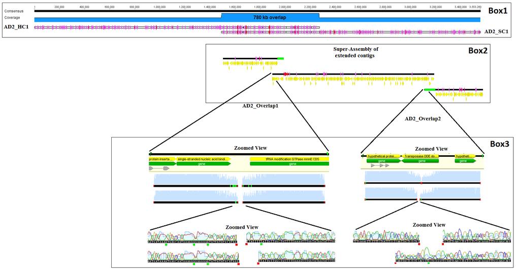 Figure 5.1: Example of manual genome finishing for AD2 genome.