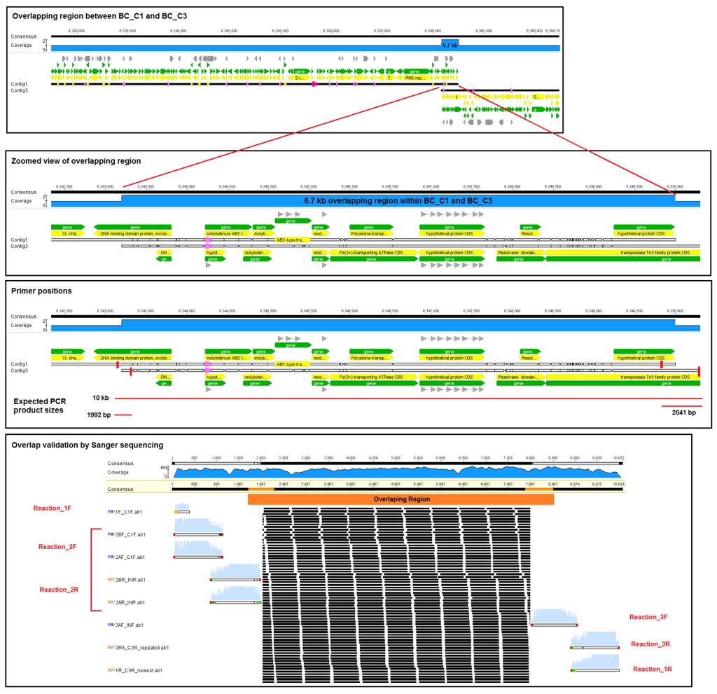 Figure 5.2: Validation of overlapping contigs from B. cellulosolvens DSM 2933 genome. First box shows overview of an overlap between contigs BC_C1 and BC_C3.