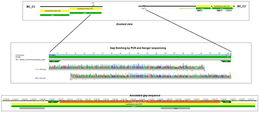 Figure 5.3: Overview of manual finishing of gap (BC_Gap1) from B. cellulosolvens DSM 2933 genome.