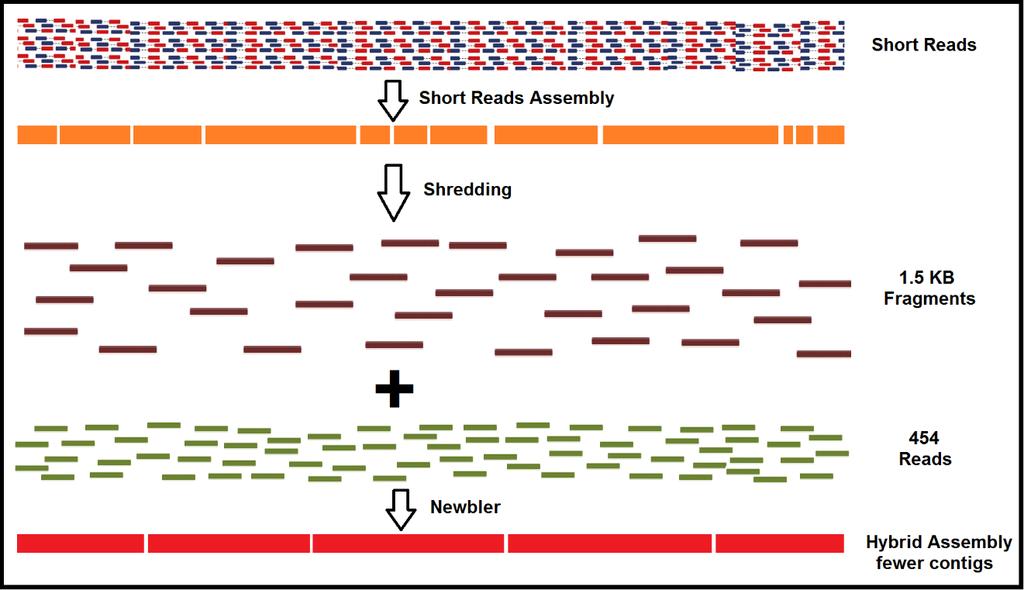 Figure 2.2: Overview of 454 and Illumina hybrid assembly.