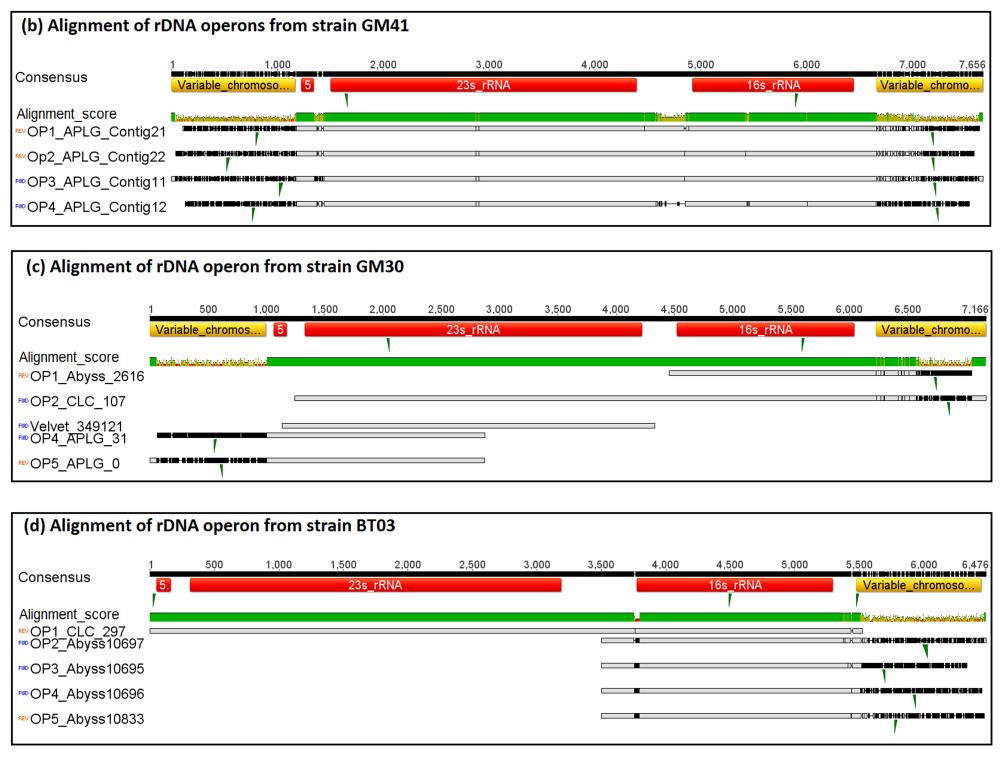 Figure 2.4: Alignment of predicted rdna operons tested via PCR and Sanger sequencing. Alignment of predicted rdna operons in strain (b) GM41 (c) GM30 (d) BT03 is shown.