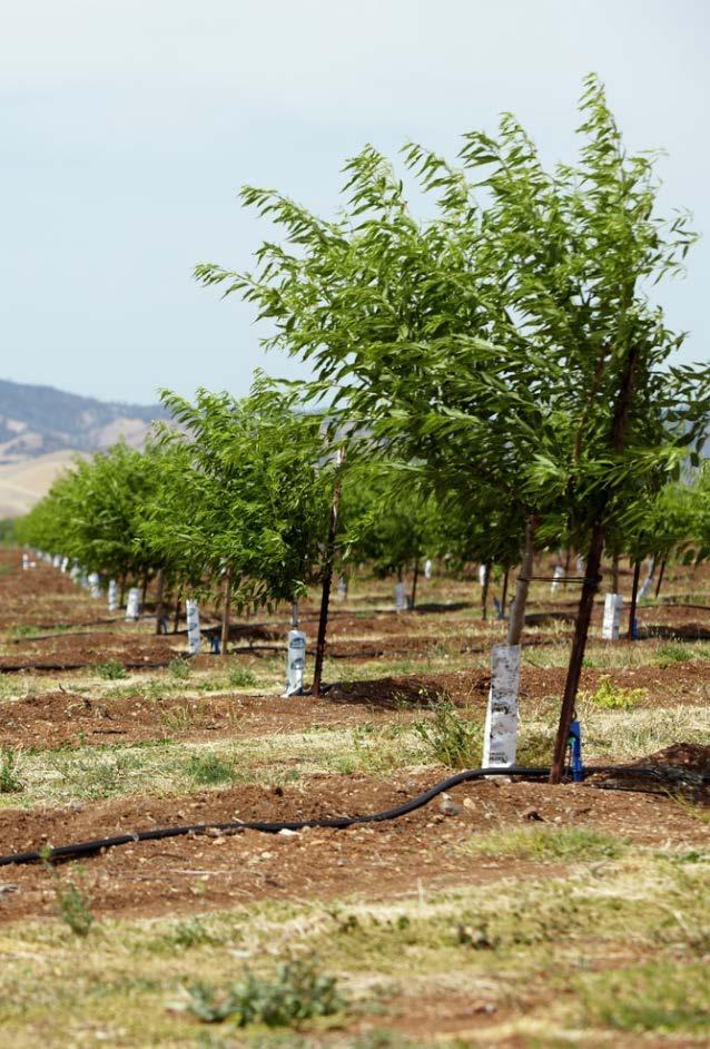 Almond Industry Growth Almonds thrive in Mediterranean climates like California. Unlike other crops, there aren t many places where almonds can be grown worldwide.