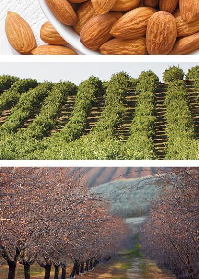 Closing Thoughts California Almonds are extraordinary for many reasons, but water use isn't one of them. Growing and processing California Almonds generates over 100,000 jobs for Californians.