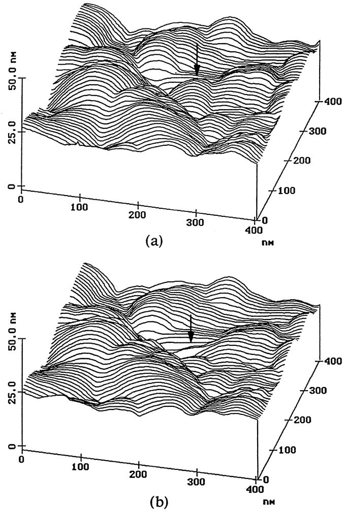 FIGURE 19.20 Surface roughness maps of a polymeric magnetic tape at the applied normal load of (a) 10 nn and (b) 100 nn.