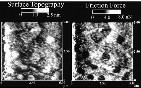 FIGURE 19.41 Gray-scale plots of the surface topography and friction force obtained simultaneously for unbonded perfluoropolyether lubricant film on silicon. (From Koinkar, V.N. and Bhushan, B.