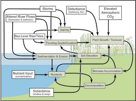 Lack of positive feedback loop between inundation & plant growth may reduce resiliency of wetlands to SLR Local