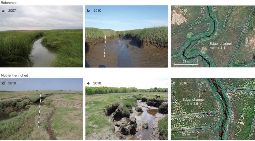 Effects of nutrient pollution on marsh vulnerability are complex and unresolved Increased N loads may play a role in degrading salt marshes Comparison photos of the marshes from the 9-yr ecosystem