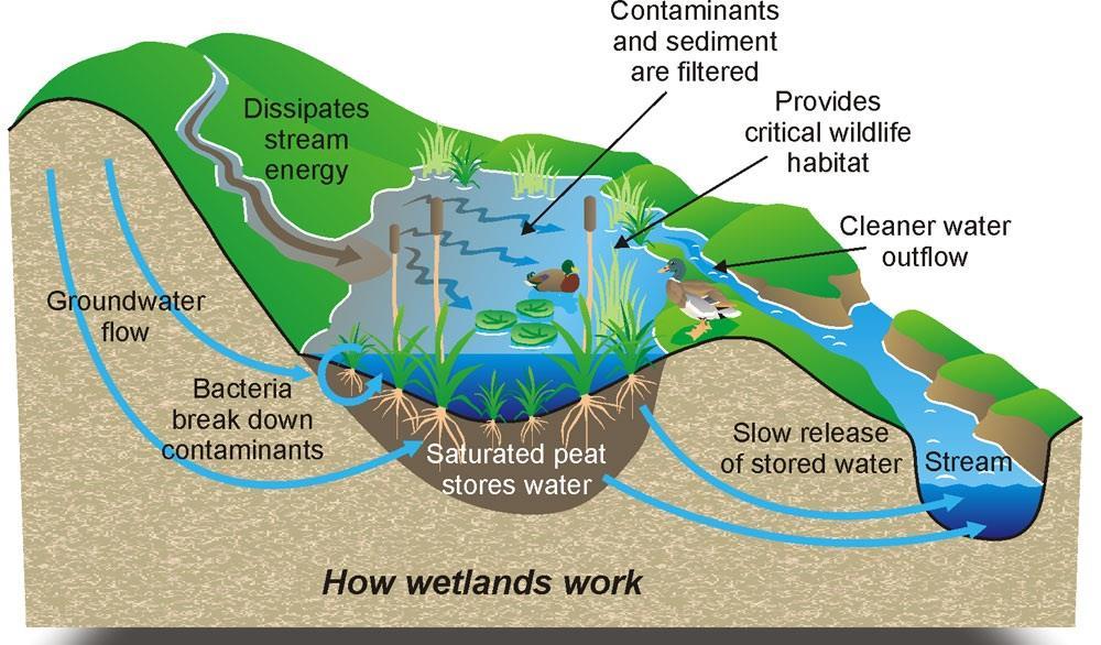 Function and Values of Wetlands evolution of understanding Historical views on wetlands a horrible