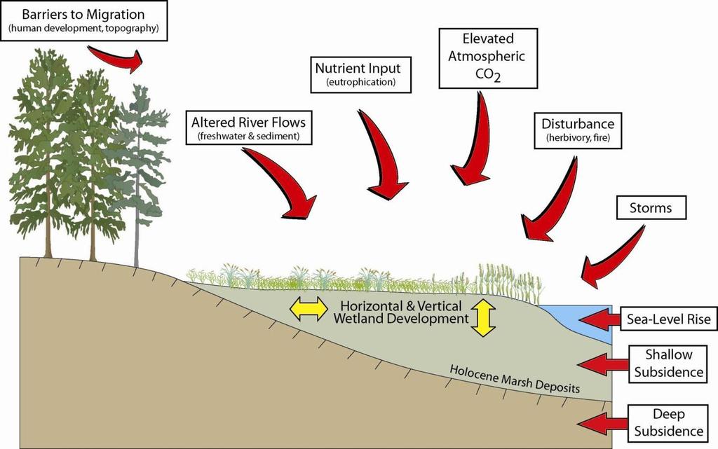 Factors effecting the success of coastal wetland protection & restoration Climate and environmental drivers influencing