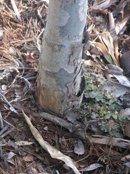 These Sycamore trees are planted too deep. The soil should be brought back away from the lower trunk to expose the root flare.