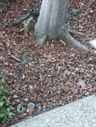 Keeping the trunk wet during the winter (rain) and the summer (irrigation) predisposes the tree to trunk rot,