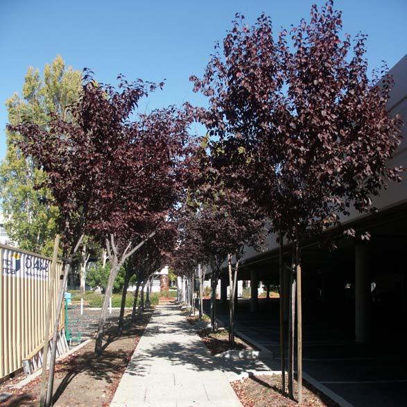 These Plum trees were part of a separate report dated 11-8-09