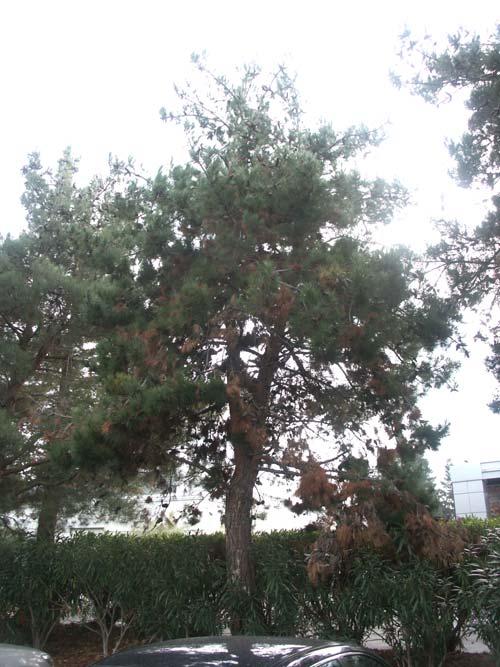 The reddish brown flagging in the pine tree is Monterey Pine Pitch Canker.