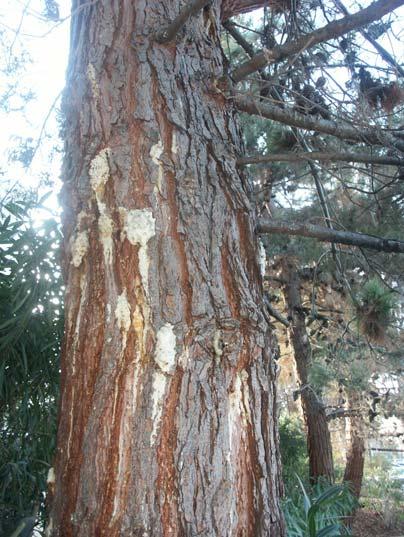 This fungal disease is affecting the majority of pine trees in California, if left untreated the trees eventually die.