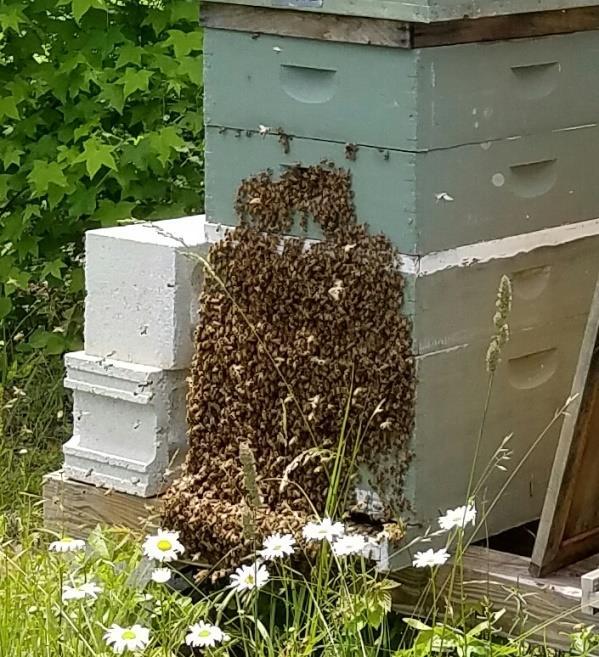 Bee Population Population should be all the way across the hive making a full box.