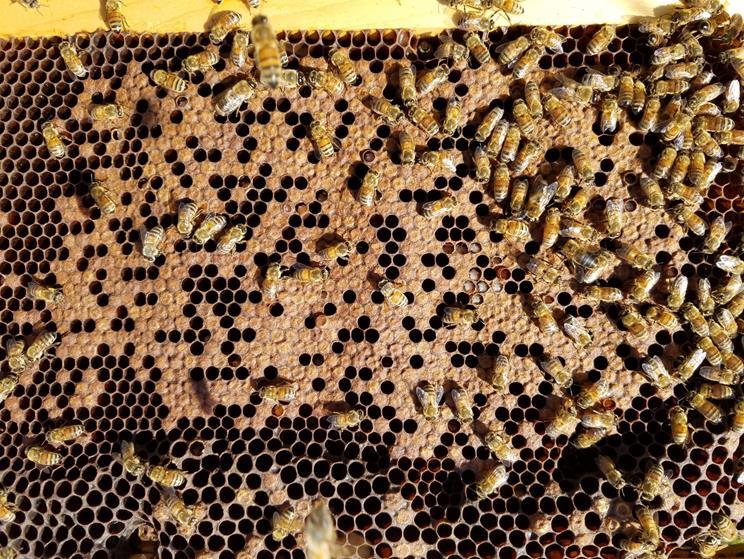 Brood pattern Disease present in the hive my be seen in capped brood with holes in caps or dead brood in cells.