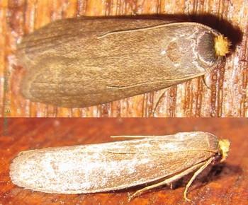 Lesser Wax Moth The best defense is a strong healthy hive.