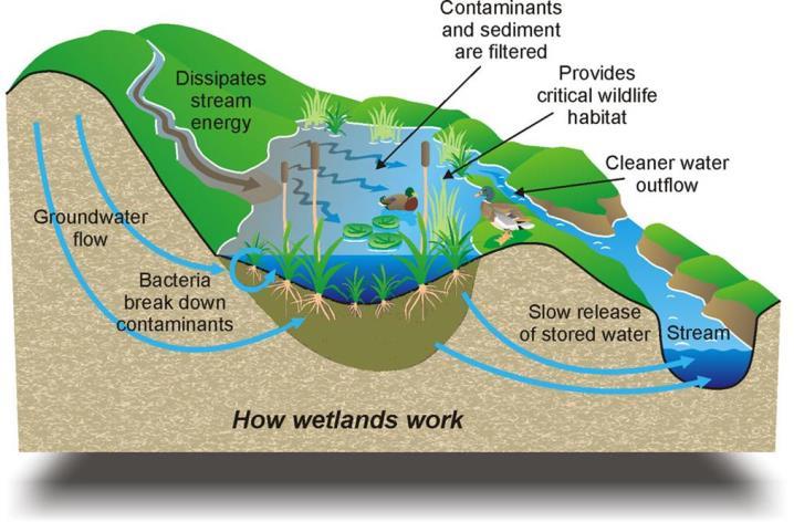 Wetland Values Wetlands are both essential individual ecosystems and parts of larger, more complex ecosystems.