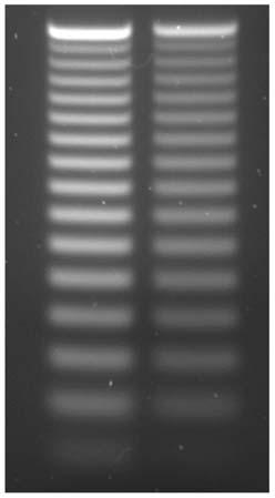 Total DNA recovery (ng) of a range of DNA concentrations using the Chromatrap 96 DNA Micro Elution Purification kit DNA clean up plate (0.1-5 µg).