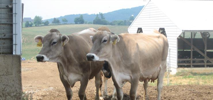 Larger Organic Dairies Have Lower Costs Than Smaller Ones Most organic dairy operations are small; 45 percent milk fewer than 50 cows and 87 percent, less than 100 cows.