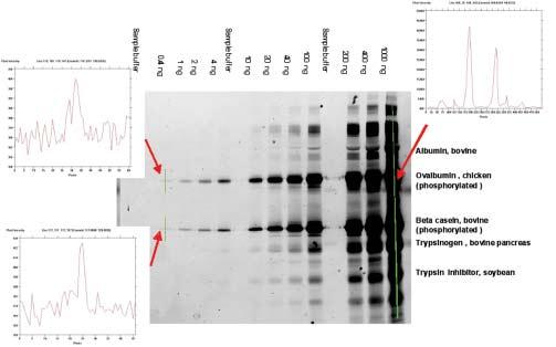 Figure 1. A 1D gel image of a Pro-Q Diamond stained dilution series of five standard proteins including two phosphoproteins.
