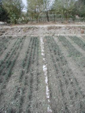 Sowing depth 2 times diameter of seed Irrigation for Bareroot Seedlings (For best seedling development) 1.