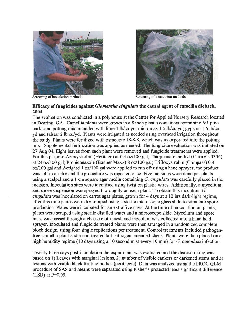 Screening of inoculation methods Efficacy of fungicides against Glomerella cingulata the causal agent of camellia dieback, 2004 The evaluation was conducted in a polyhouse at the Center for Applied
