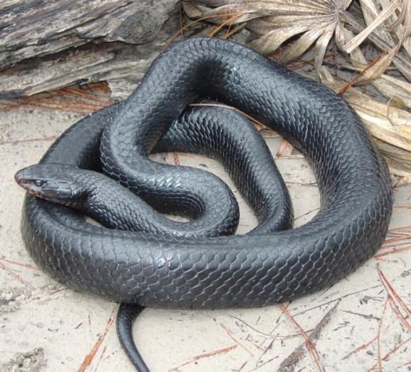 Killing, harming, or harassing indigo snakes is strictly prohibited and punishable under State and Federal Law.