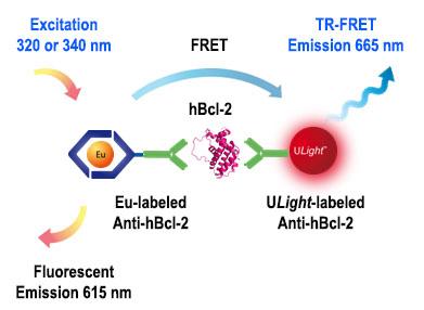 We demonstrate here the utility and benefits of using LNCE Ultra TR-FRET assay technology for identifying and characterizing endogenous cl-2 protein expression in cells.