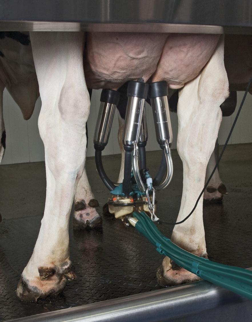 Holds on any shaped udder the short milk tubes are longer which allows proper placement on virtually any udder shape.