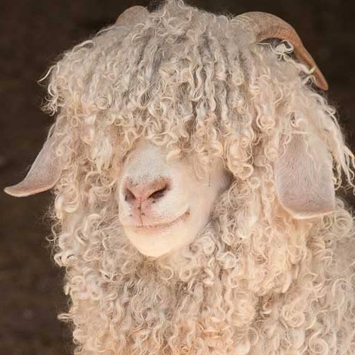 A PROFILE OF THE SOUTH AFRICAN MOHAIR MARKET