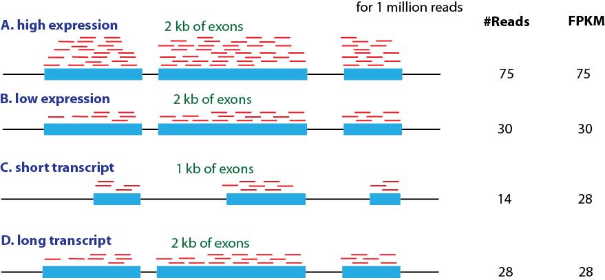 Chapter 11: Gene Expression The availability of an annotated genome sequence enables massively parallel analysis of gene expression.