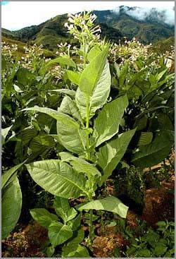 Tobacco as a model system for tissue culture and genetic engineering Tobacco (Nicotiana tabacum L.) is an extremely versatile vehicle for all aspects of cell and tissue culture research.