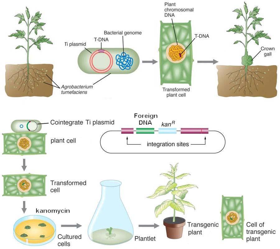 Agrobacterium tumefaciens a soil bacterium pathogenic to a range of dicotyledonous plant species formation of crown galls or tumours transfers a portion of its DNA (T-DNA) into the nuclear genome of