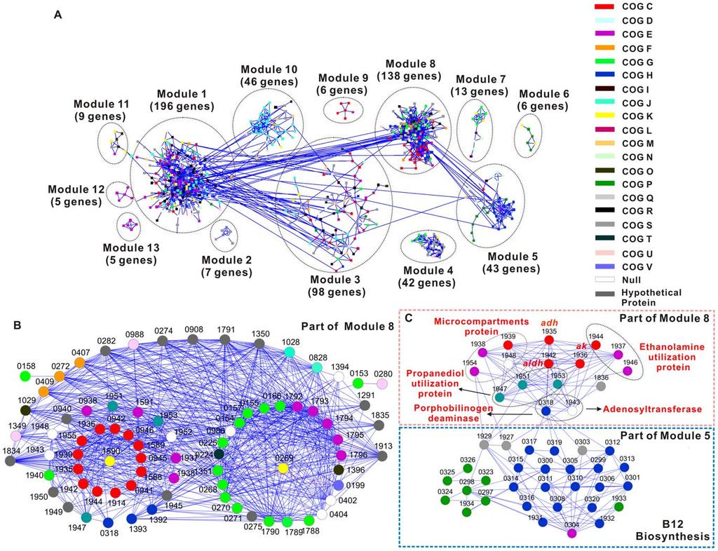 Figure 3. Gene co-expression network of the Thermoanaerobacter glycobiome. A) Global view of the network. B) A sub-module of Module 8.
