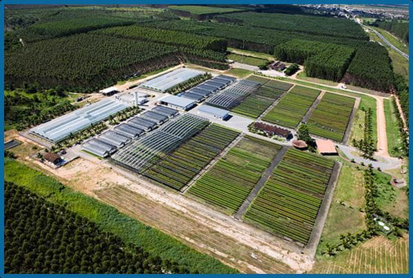 Forestry Assets Suzano s investment in R&D over many years allows the Company to expand its forestry assets to the northeast region of Brazil 2014 Total area (k ha) 1 1,060 Total planted area (k ha)