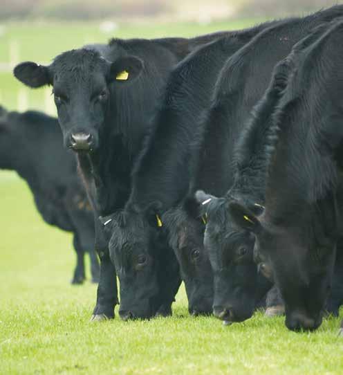 Top-third producers had lower cow mortality rates and a much lower herd replacement rate, resulting in lower herd maintenance costs than the average.