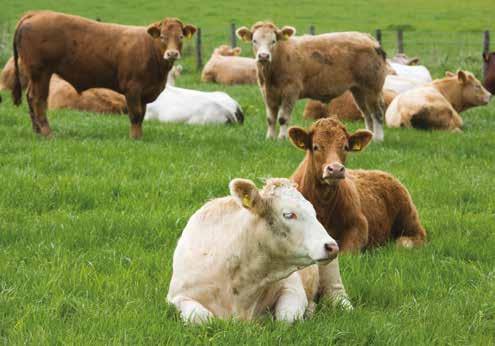 Results from forage-based cattle finishing enterprises The forage-based finishers surveyed have been split into two groups based on the age at which the majority of the cattle were sold.