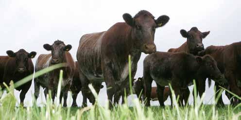 Forage-based cattle finishing under 22 months technical performance measures Bottom Third Average Top Third Feeding period (days) 223 307 392 Start weight (kg lwt) 366 338 305 Finish weight (kg lwt)