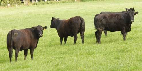 Forage-based cattle finishing over 22 months technical performance measures Bottom Third Average Top Third Feeding period (days) 347 408 451 Start weight (kg lwt) 387 365 300 Finish weight (kg lwt)
