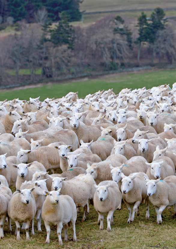 SHEEP ENTERPRISES Cattle and Sheep