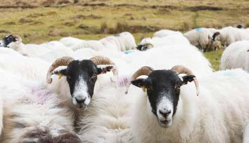 LFA hill ewe flocks technical performance Bottom Third Average Top Third Ewes per ram 35 30 30 Ewe mortality % 6 6 6 Ewe replacement rate % 24.0 23.5 20.