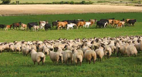 Sheep enterprises 4 Return required to give a 5% return on working capital Unpaid labour Return on working capital 4 p/kg liveweight sold Rent of land and buildings Hill flocks 31 15 25 Upland flocks
