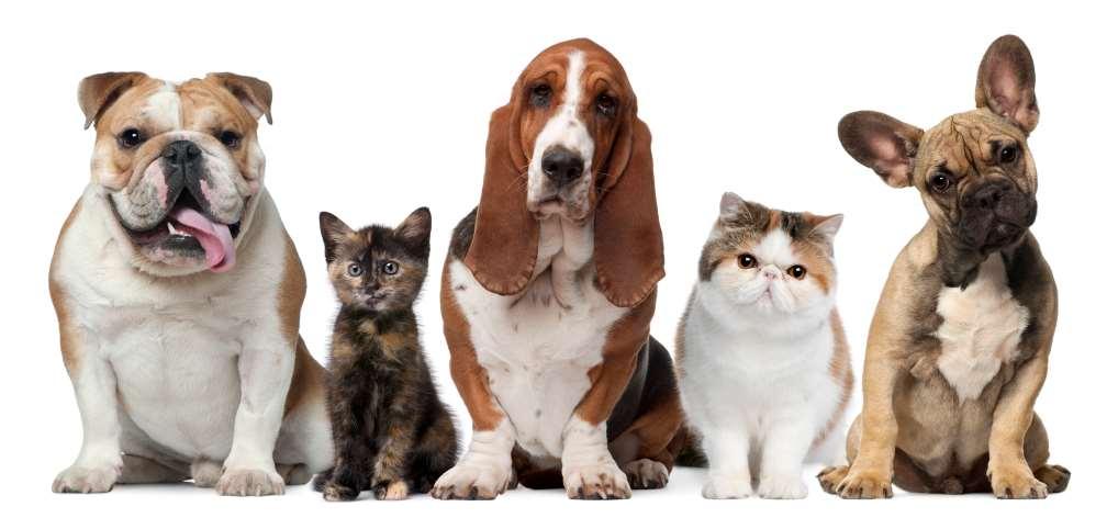 Bringing Pets Cats and dogs Up to 3 animals duty free as luggage per passenger Veterinarian papers must show:.