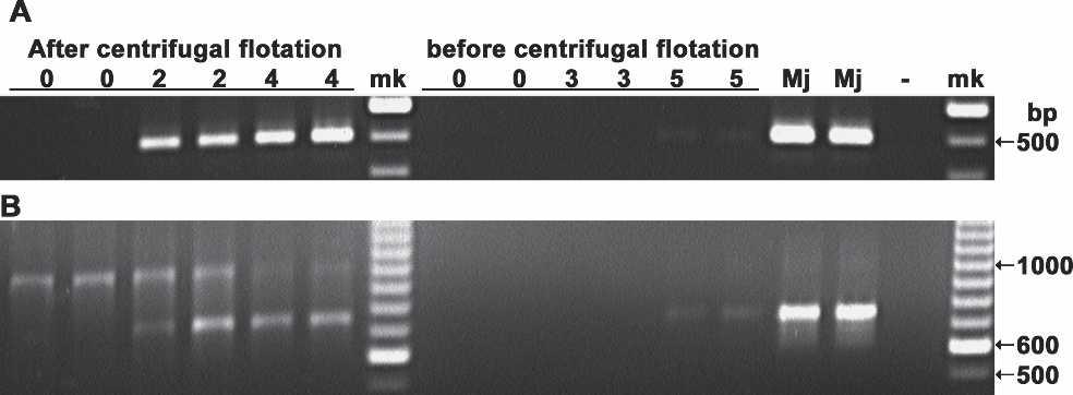 PCR Detects Root-Knot Nematodes: Qiu et al. 437 FIG. 2. Comparison of PCR amplification of Baermann funnel extracts before and after centrifugal flotation.