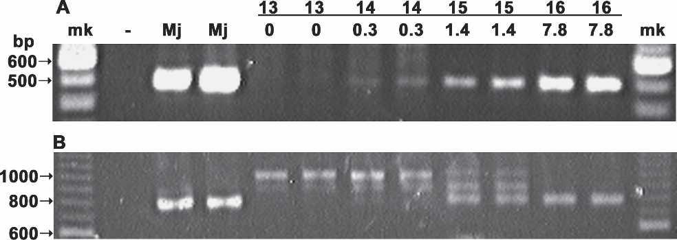 PCR Detects Root-Knot Nematodes: Qiu et al. 439 nematodes. In neither case was a band amplified with the MIG primers (Fig. 3A), though the ITS primers did amplify DNA from these samples (Fig. 3B).
