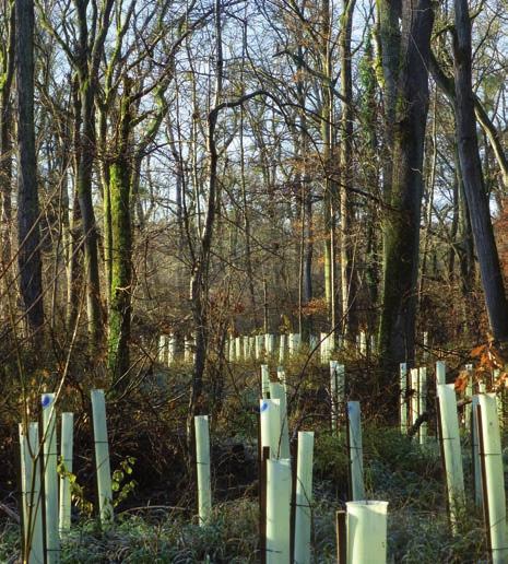 Although it is more flood tolerant than the beech, the rapid spread of ash dieback in Germany since 2007 has led to serious losses of this species and, in the worst case, may lead to its