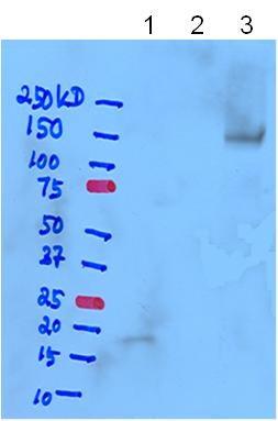 amount of photoproducts generated from this experiment. To improve the reaction efficiency, reactions were performed by increasing concentration CaMAF647 before the labeling with NHS- LC-SDA.